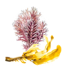 Undaria Экстракт Undaria Pinnatifida и экстракт Corallina Officinalis Extract and Corallina Officinalis Extract.jpg